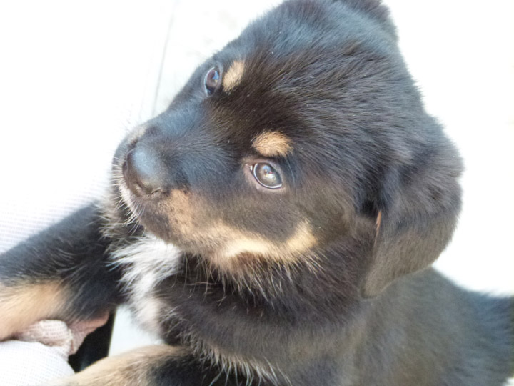 chinook dog